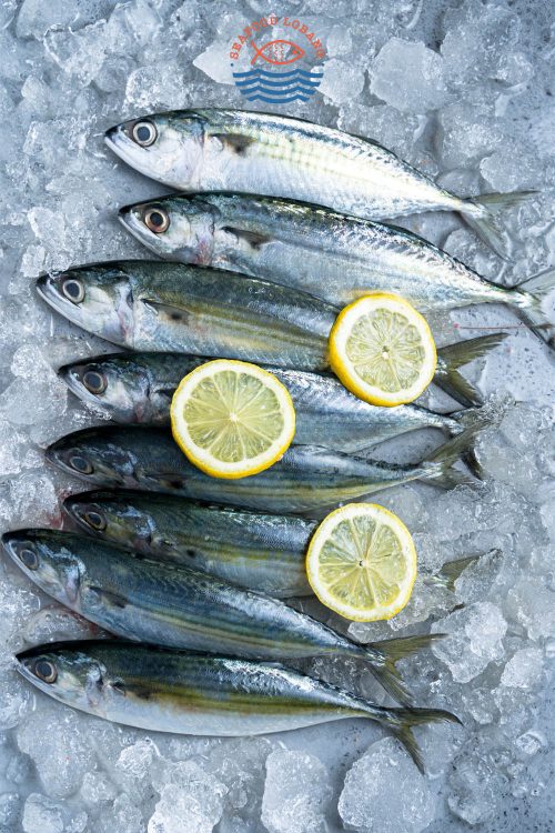 Kembong (Indian Mackerel) 甘望鱼