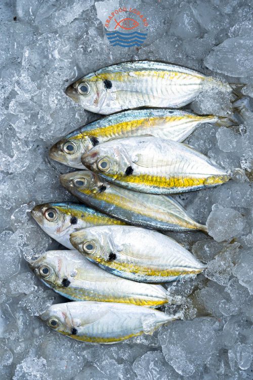 Kunning / Yellowstripe Scad 君令鱼