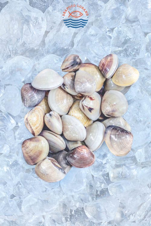 Live Clams (LaLa) 啦啦