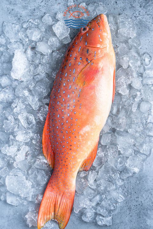 Red Grouper 红石斑鱼