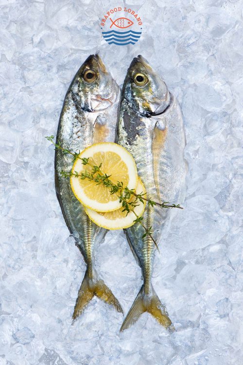 Selar / YellowTail Scad 色拉鱼