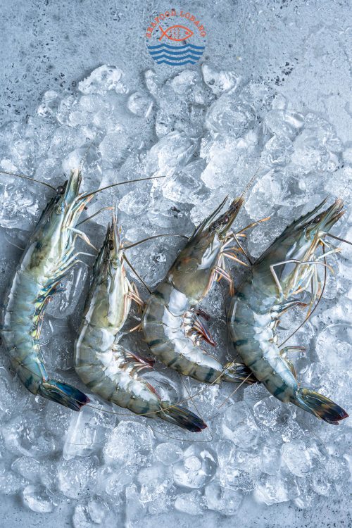 Tiger Prawn 老虎虾