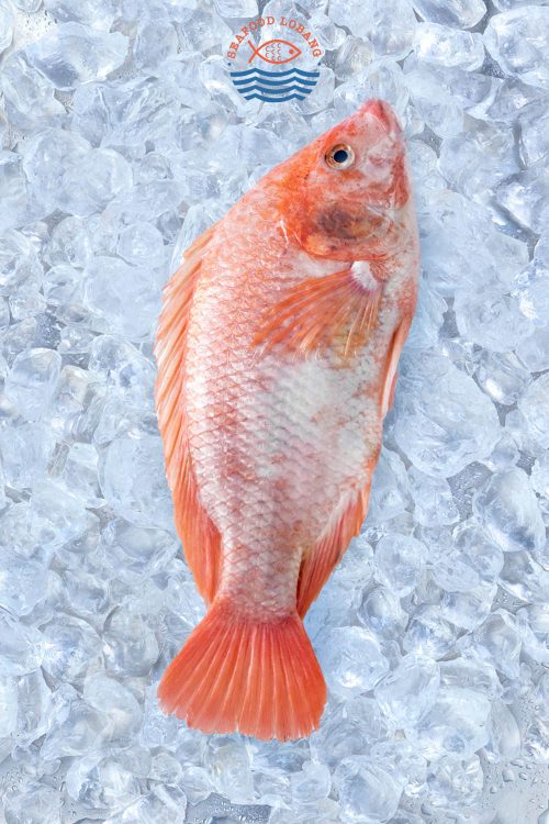 Tilapia 罗非鱼