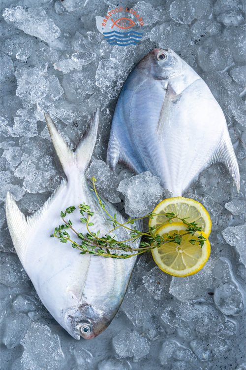 White Pomfret 白鲳