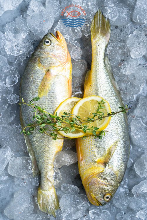 Yellow Croaker 黄花鱼
